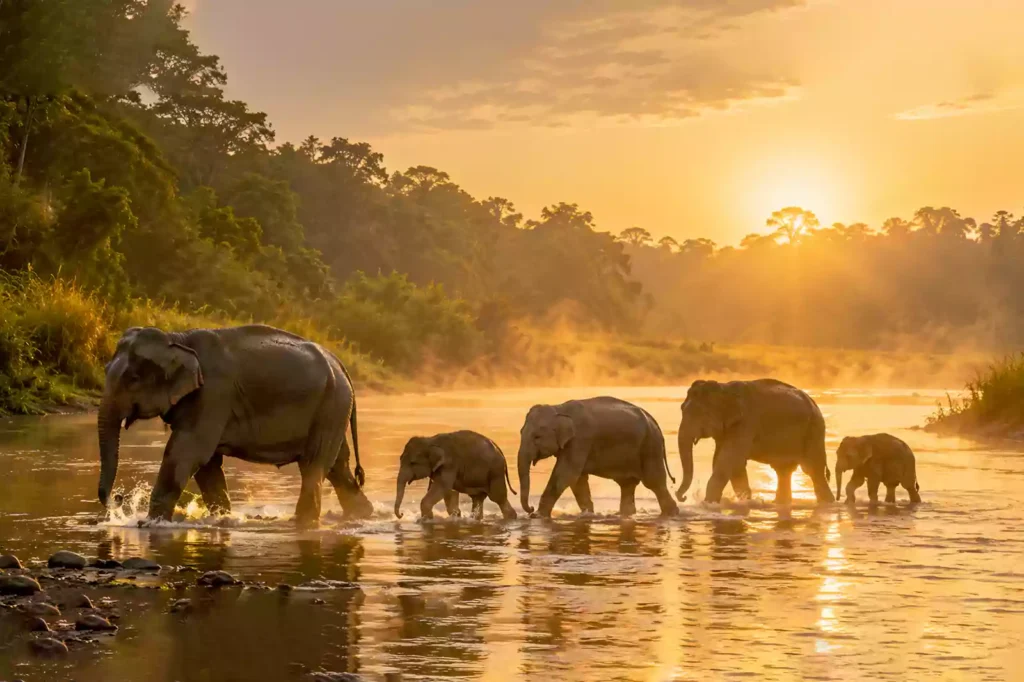 elephant safari Nepal