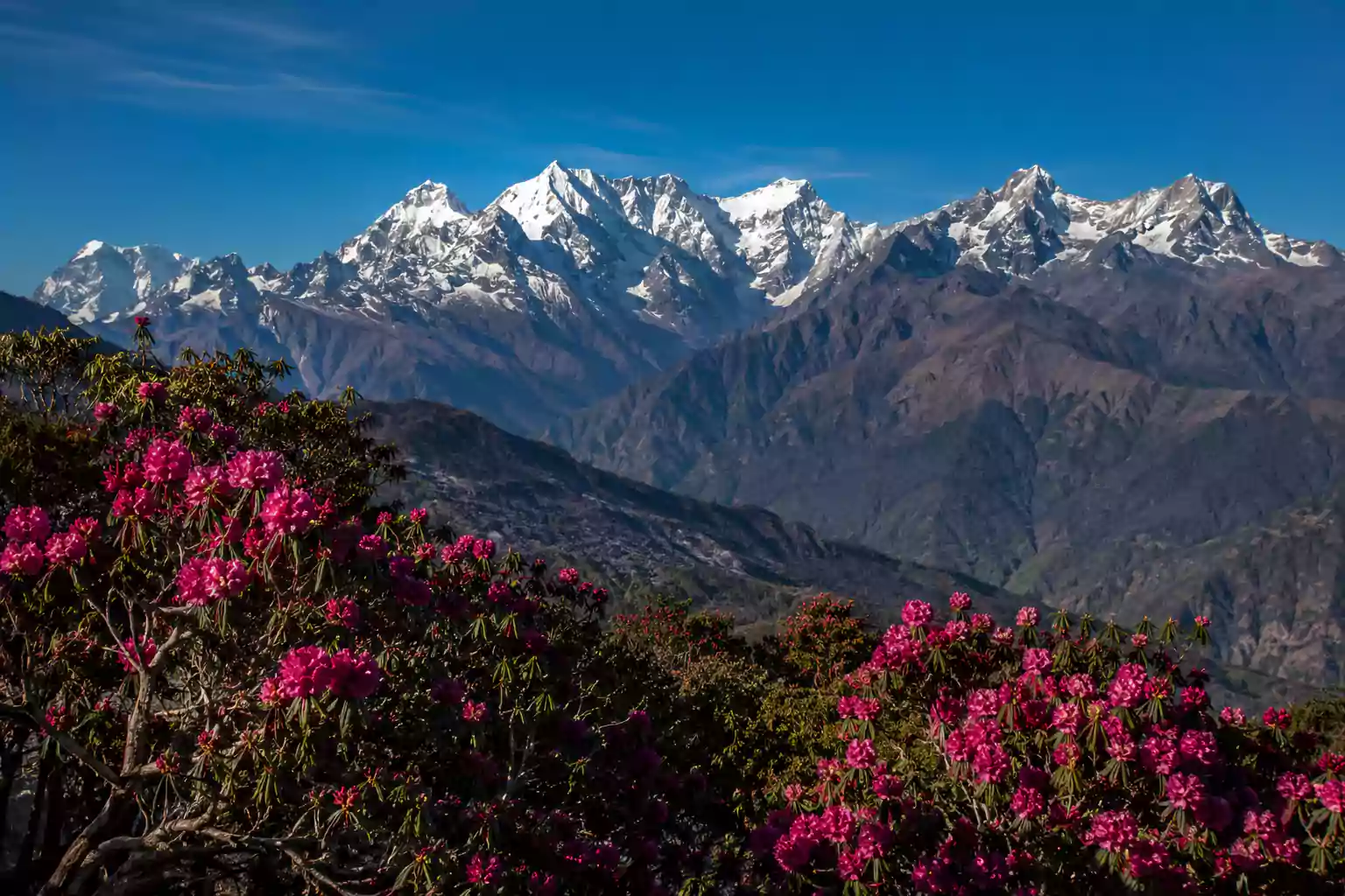 Ganesh I, II, III and IV peaks of the Ganesh Himal range seen through blooming rhododendron forest