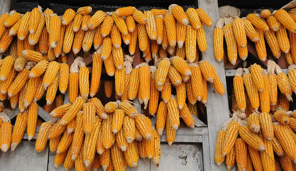 Vegetarian foods in Nepal Trek