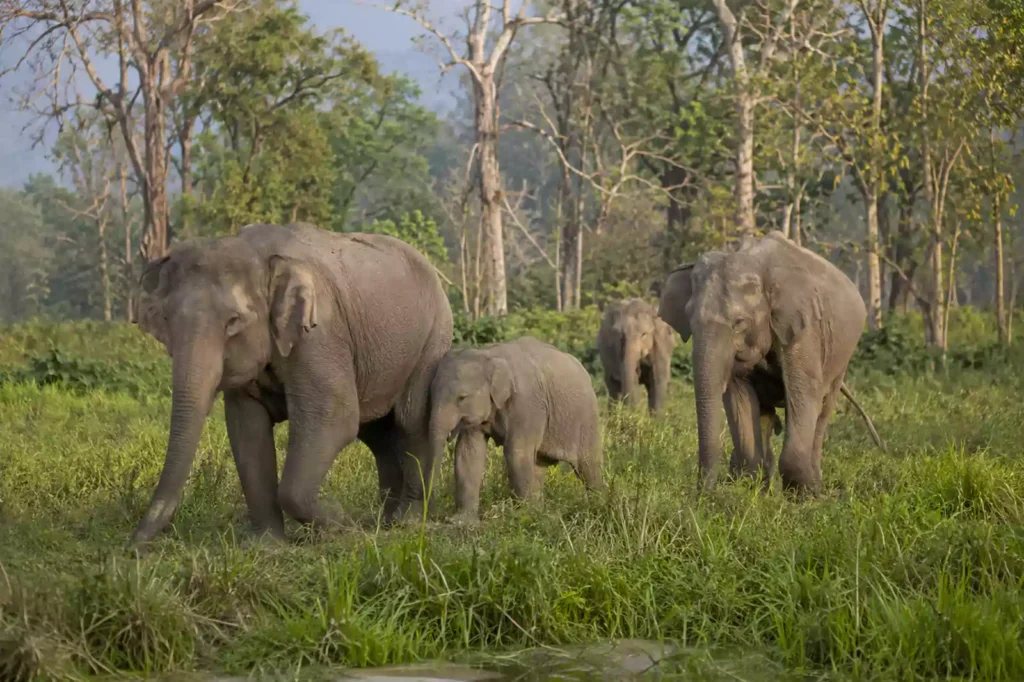 Elephant Polo Nepal