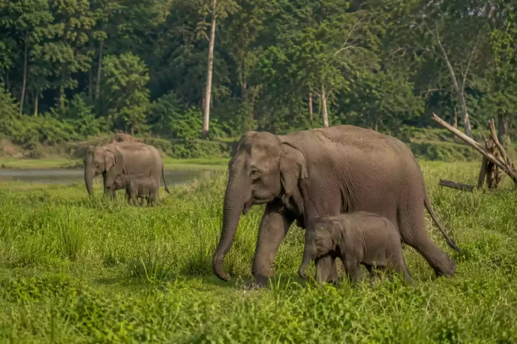 Elephant Polo Nepal
