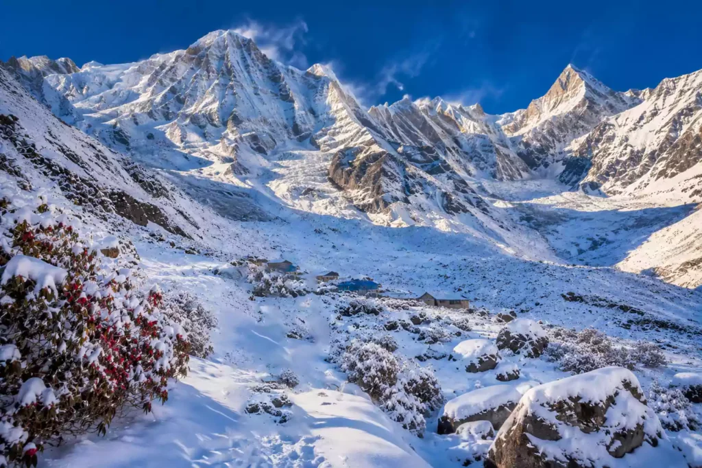 Annapurna Base Camp trek winter — snow-covered trail through rhododendron forest approaching ABC in January