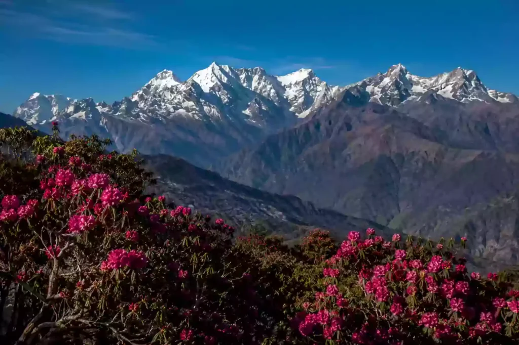 Ganesh Himal mountain range framed by blooming red rhododendron forests on a trek with Nepal Footprint Holiday