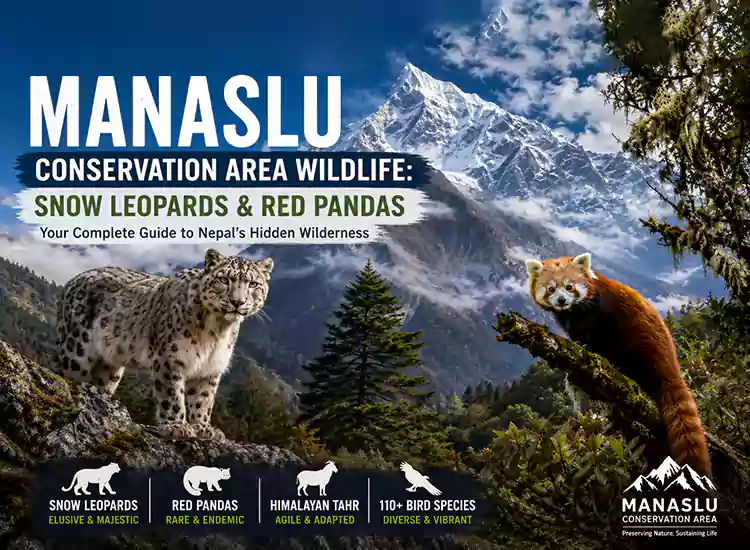 Wildlife of Manaslu Conservation Area: Snow Leopards and Red Pandas