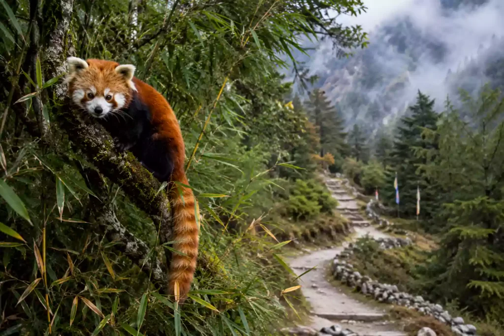 Manaslu Conservation Area wildlife — Red Panda in bamboo forest on the Manaslu Circuit Trek trail | Nepal Footprint Holiday