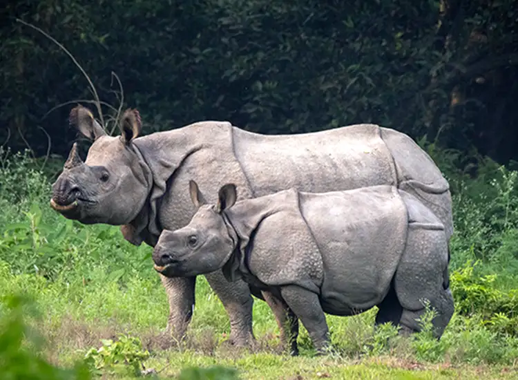 Jungle Safaris in Nepal