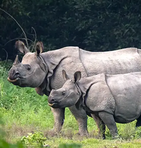 Jungle Safaris in Nepal