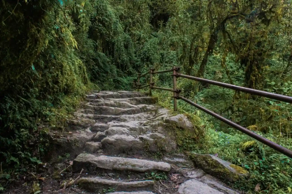 Stone steps through a green forest on the Poon Hill trekking trail in Nepal
